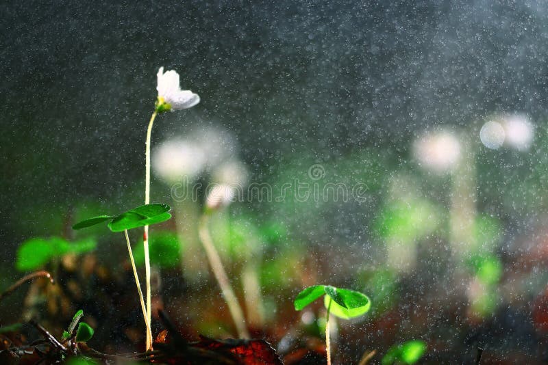 De wilde Bloemen van de Lente stock foto De wilde Bloemen van de Lente stock foto