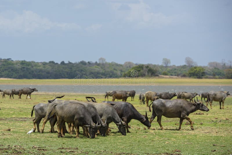 De Wilde Buffels van Srilankan - Bubalus-arneemigona, Sri Lanka royalty-vrije stock fotografie