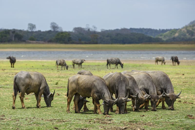 Sri Lankaanse wilde waterbuffel - Bubalus arnee migona, Sri Lanka royalty-vrije stock foto