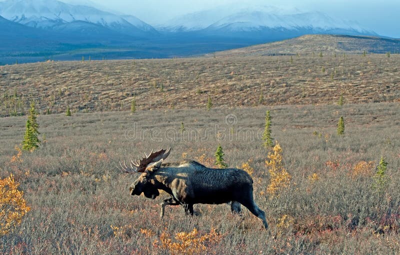 Wilde, grote stierelandeer royalty-vrije stock foto