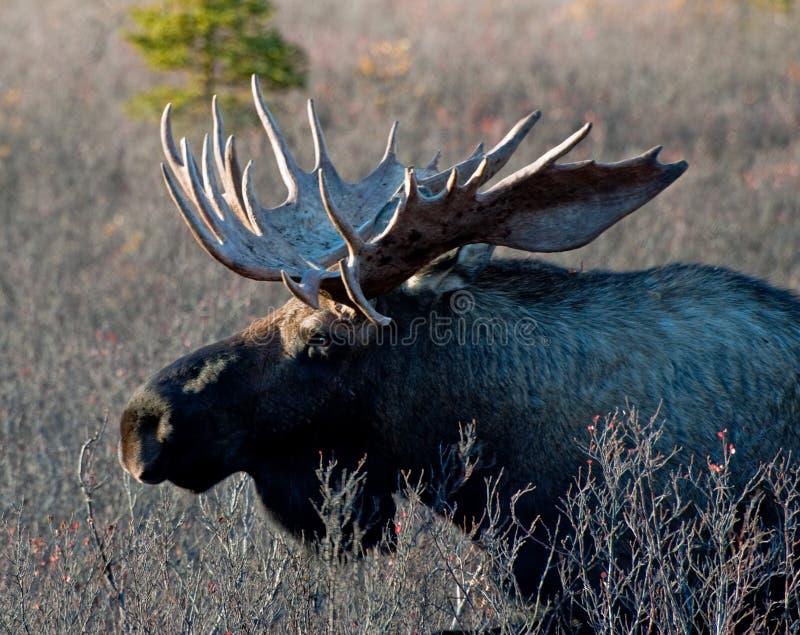 Wilde, grote stier-elande royalty-vrije stock foto's