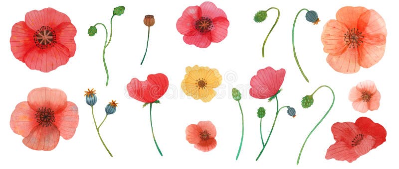 De wilde naadloze illustratie van het de waterverfpatroon van de bloemenpapaver stock illustratie De wilde naadloze illustratie van het de waterverfpatroon van de bloemenpapaver stock illustratie