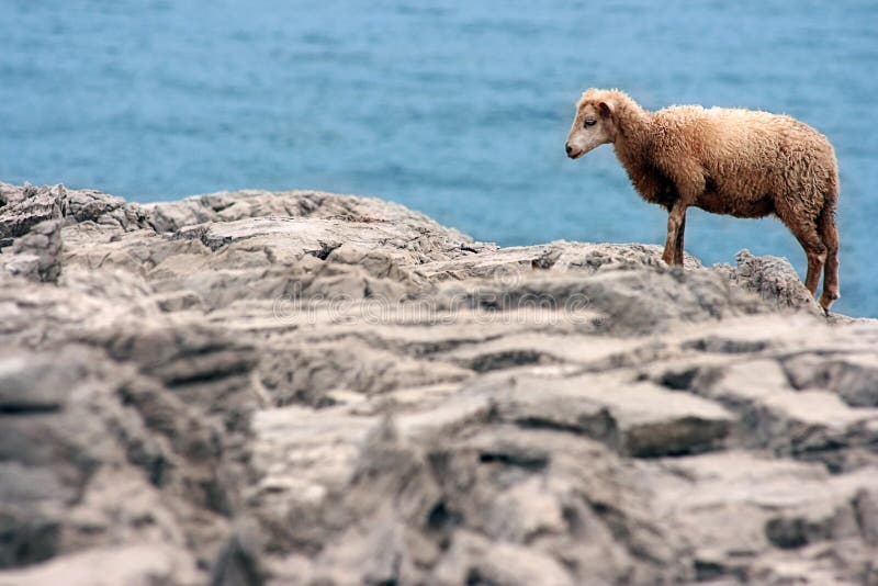 Yung wild sheep on island Kornat in Croatia. Yung wild sheep on island Kornat in Croatia