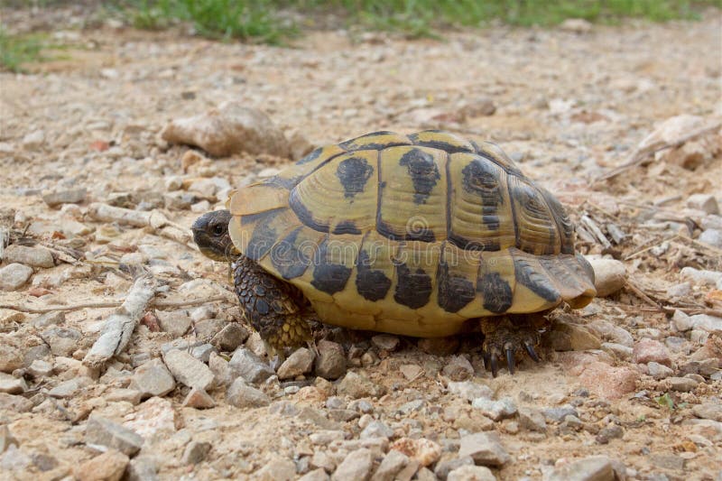 De wilde schildpad van Hermann ` s op het Eiland Minorca stock foto's De wilde schildpad van Hermann ` s op het Eiland Minorca stock foto's