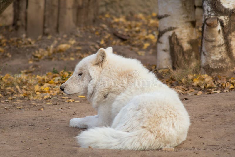 Wild alaskan tundra wolf is lying on the gray derelict land. Canis lupus arctos. Polar wolf or white wolf. Animals in wildlife. Wild alaskan tundra wolf is lying on the gray derelict land. Canis lupus arctos. Polar wolf or white wolf. Animals in wildlife