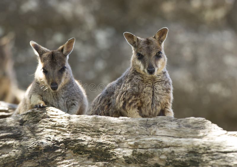 De wilde wallabys van de mareebarots, mitchell rivier, Steenhopen, Queensland, stock fotografie De wilde wallabys van de mareebarots, mitchell rivier, Steenhopen, Queensland, stock fotografie