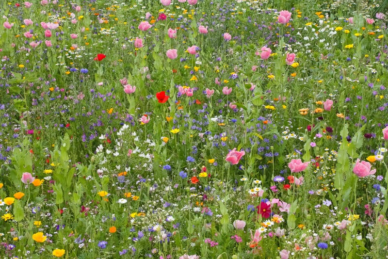Wilde bloemenweide stock foto's