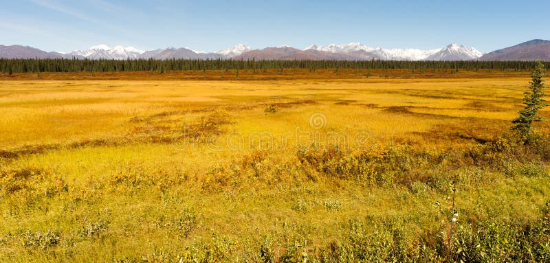 De Wildernisgebied van Alaska van de Denaliwaaier Centraal royalty-vrije stock fotografie De Wildernisgebied van Alaska van de Denaliwaaier Centraal royalty-vrije stock fotografie