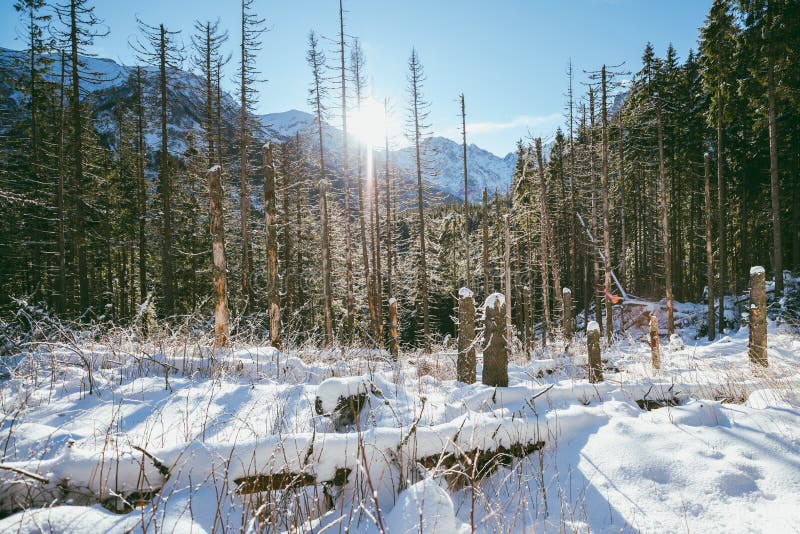 Winterbos, Hoge Tatra royalty-vrije stock foto's