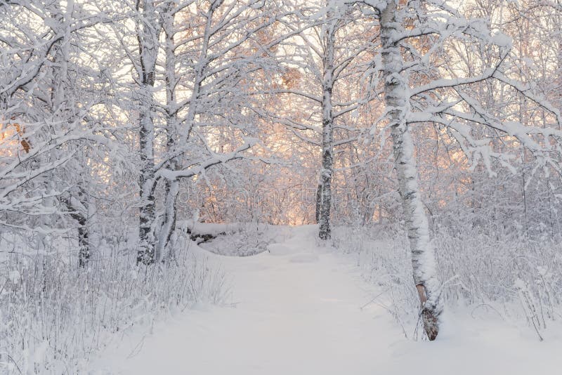 De winter boslandschap Mooie de Winterochtend in een Snow-Covered Berk Forest Snow Covered Trees In de Winter Forest Real Ru