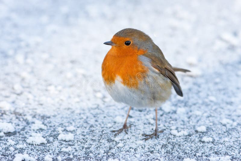 De Winter Robin van Kerstmis op Ijzige SneeuwGrond stock foto De Winter Robin van Kerstmis op Ijzige SneeuwGrond stock foto