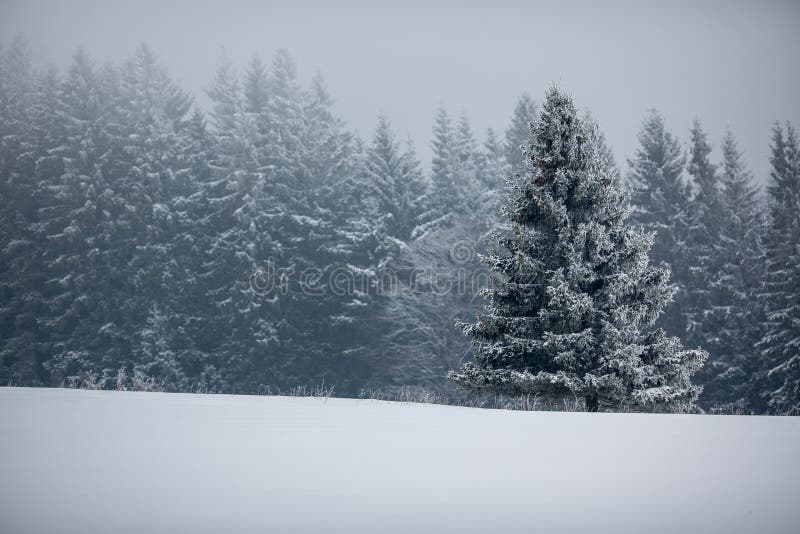 De winterbos - bomen met sneeuw stock afbeeldingen De winterbos - bomen met sneeuw stock afbeeldingen