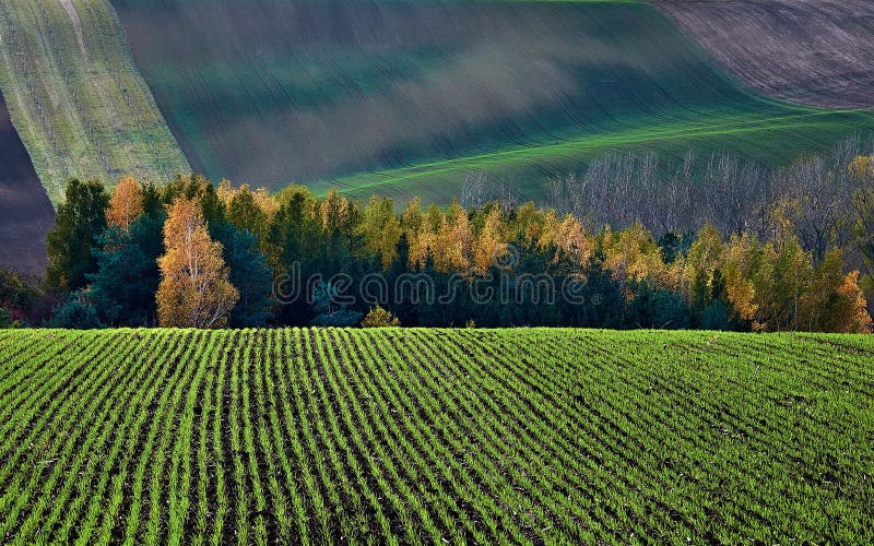 De wintergewassen in de achtergrond van de herfststruik en heuvels Zuid- Moravië Tsjechische Republiek