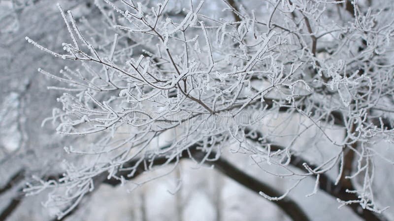 De winterlandschap - een snow-covered park met mooie die bomen, met rijp worden behandeld