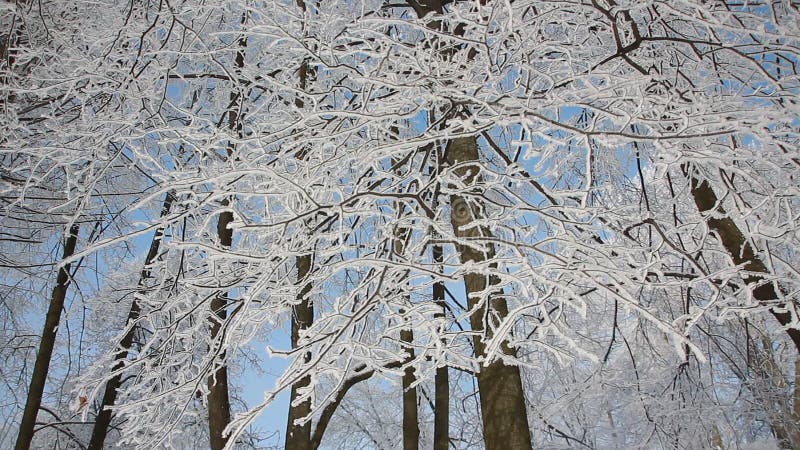 De winterlandschap - een snow-covered park met mooie die bomen, met rijp worden behandeld