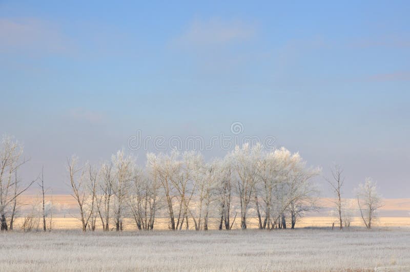 De winterlandschap met bevroren naakte bomen op schoongemaakt landbouwdiegebied met bevroren droog geel gras onder blauwe hemel w royalty-vrije stock foto's De winterlandschap met bevroren naakte bomen op schoongemaakt landbouwdiegebied met bevroren droog geel gras onder blauwe hemel w royalty-vrije stock foto's