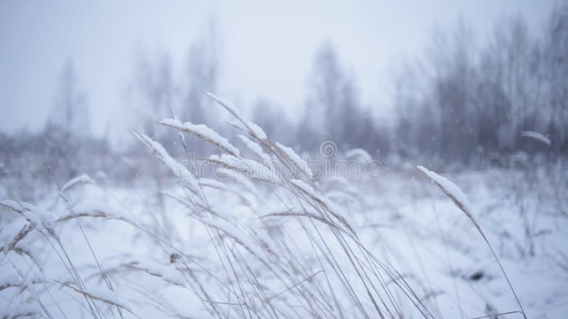 De winterlandschap met droge installaties op wind