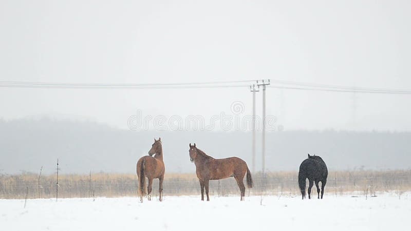 De winterlandschap met paarden