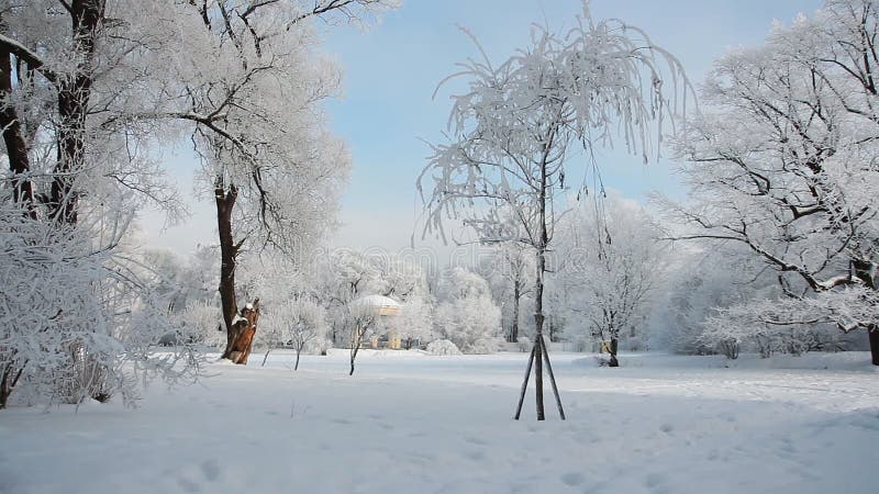 De winterlandschap - snow-covered bos in zonnig weer