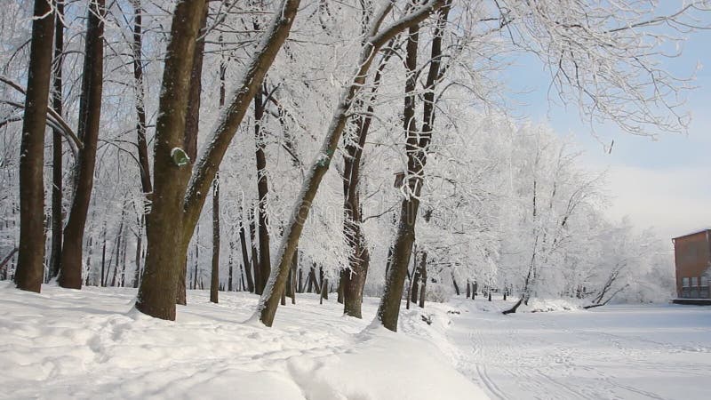 De winterlandschap - snow-covered bos in zonnig weer