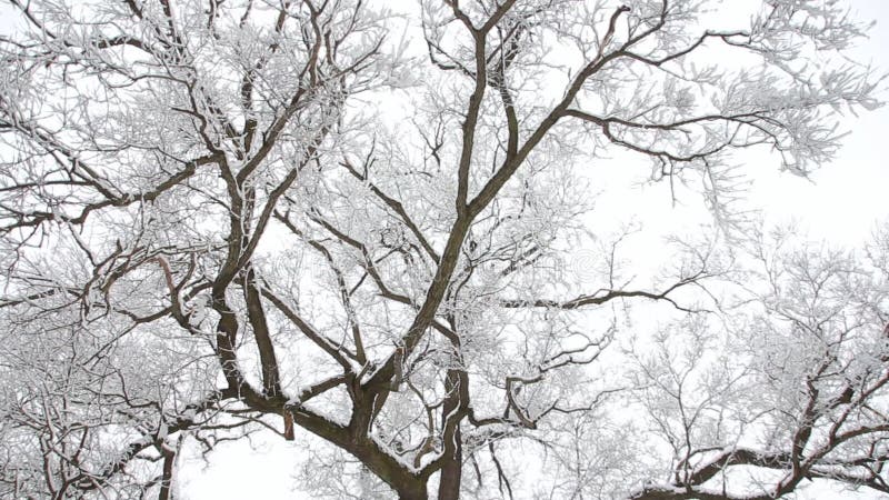 De winterlandschap - snow-covered takken van bomen tegen een bewolkte hemelachtergrond