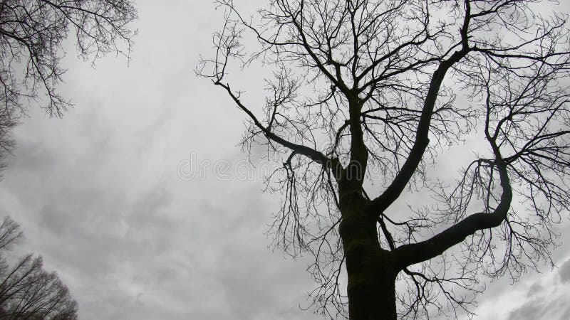 De winterlandschap, de tijdspanne van de hemeltijd met bomen