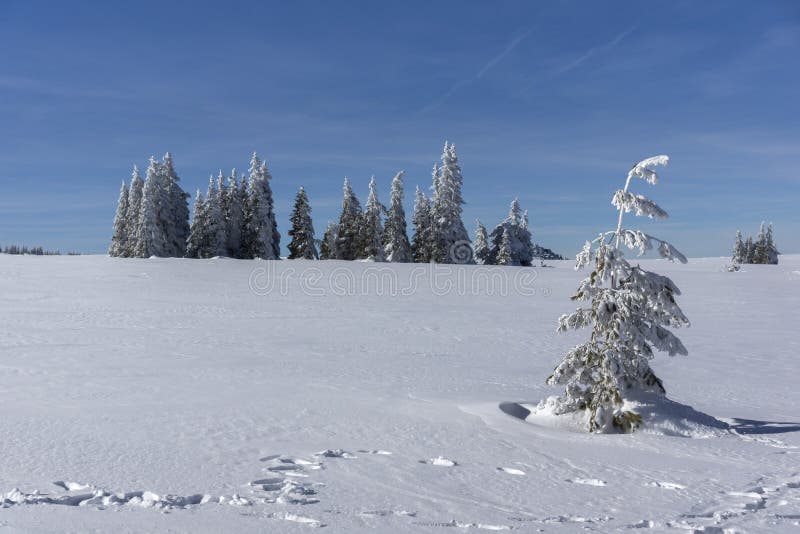 De winterlandschap van het gebied van Plateauplatoto bij Vitosha Berg, Sofia City Region, Bulgarije stock foto De winterlandschap van het gebied van Plateauplatoto bij Vitosha Berg, Sofia City Region, Bulgarije stock foto