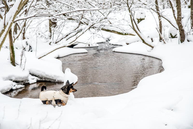 De winterlandschap van kleine bosstroom en hond stock afbeelding De winterlandschap van kleine bosstroom en hond stock afbeelding