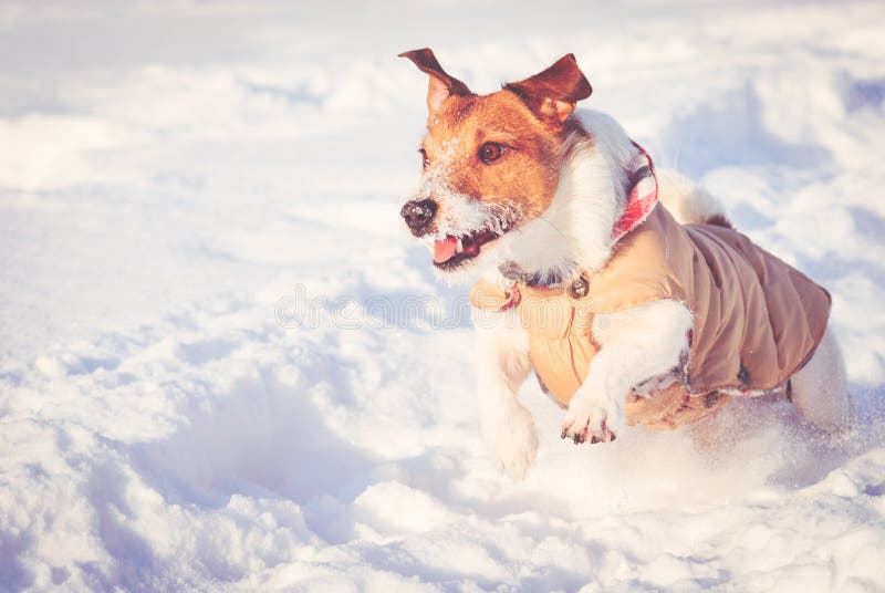 De winterscène met hond die op sneeuw bij zonnige koude dag lopen royalty-vrije stock foto's De winterscène met hond die op sneeuw bij zonnige koude dag lopen royalty-vrije stock foto's