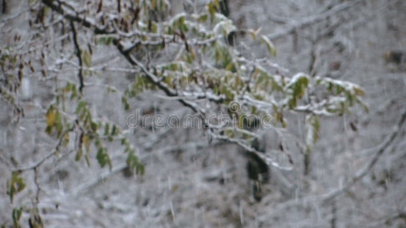 De wintersneeuwstorm in het bos met een nadrukverandering