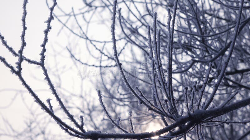 De winterzon en sneeuw behandelde bomen