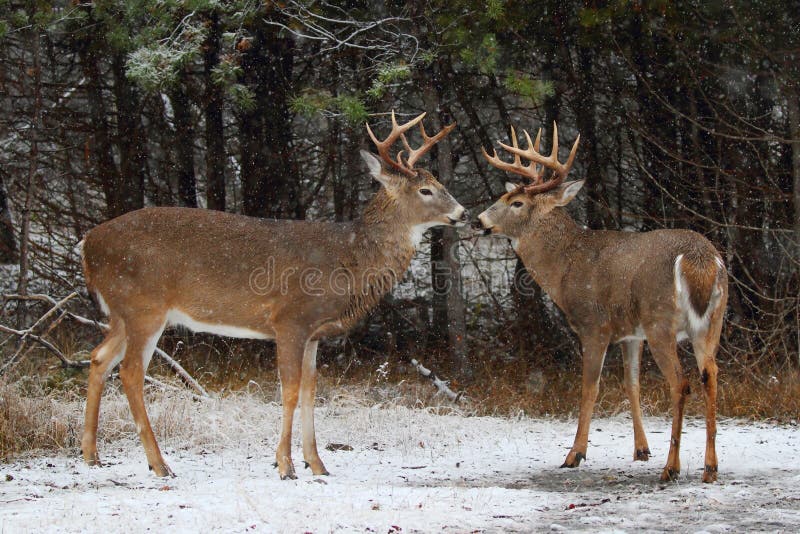 White-tailed deer bucks meet nose to nose in winter. White-tailed deer bucks meet nose to nose in winter