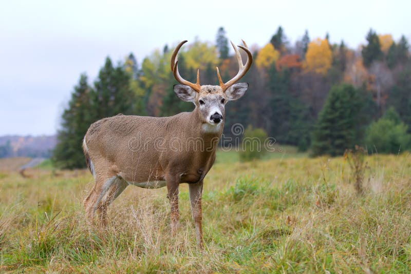 White-tailed deer buck in autumn. White-tailed deer buck in autumn