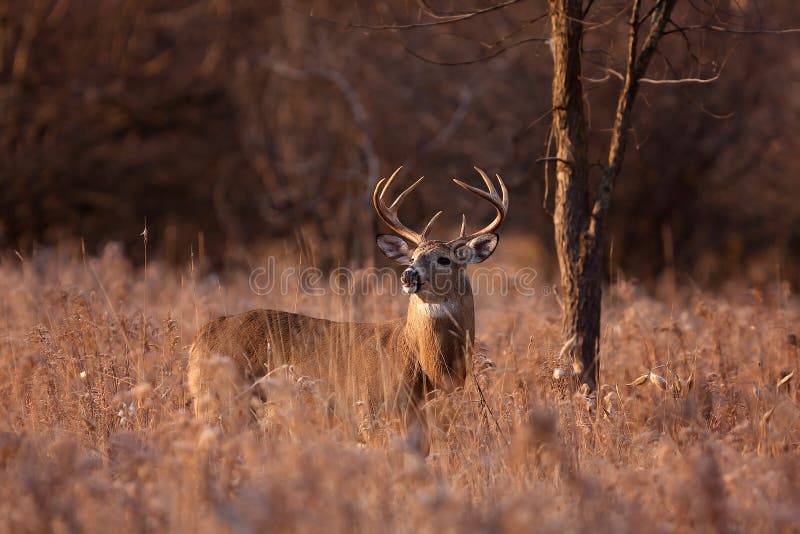 White-tailed deer buck in a spring meadow. White-tailed deer buck in a spring meadow