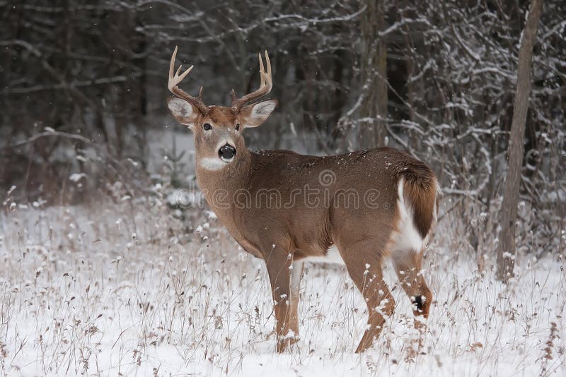 White-tailed deer buck in the winter snow. White-tailed deer buck in the winter snow