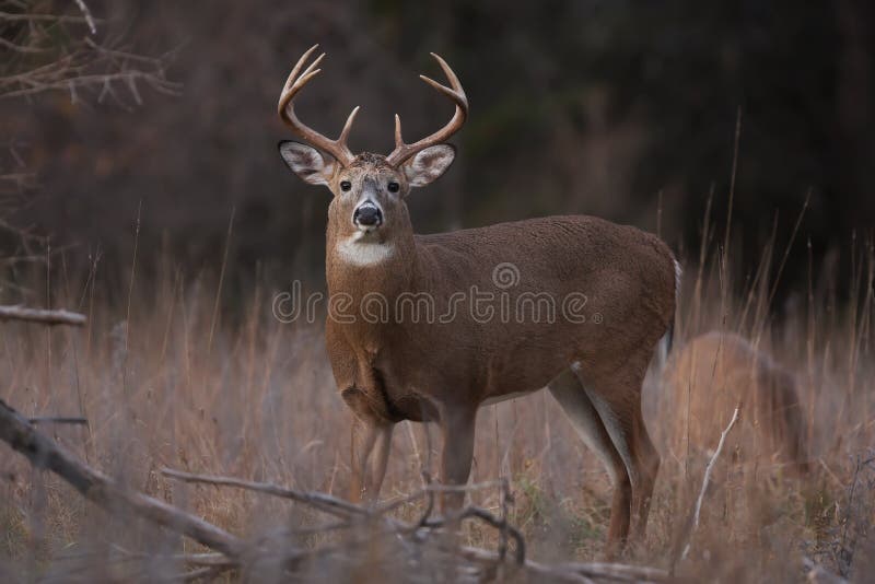 White-tailed deer buck in autumn rut in Canada. White-tailed deer buck in autumn rut in Canada