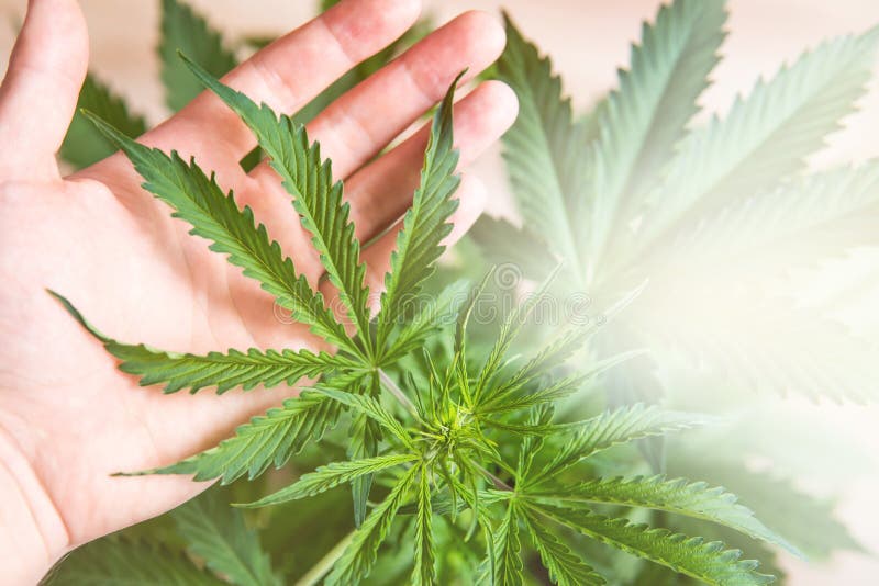 De witte achtergrondcultuurcannabis, de installaties van de Cannabisvegetatie, marihuanabladeren op licht, hennepmarihuana CBD, b royalty-vrije stock afbeelding De witte achtergrondcultuurcannabis, de installaties van de Cannabisvegetatie, marihuanabladeren op licht, hennepmarihuana CBD, b royalty-vrije stock afbeelding