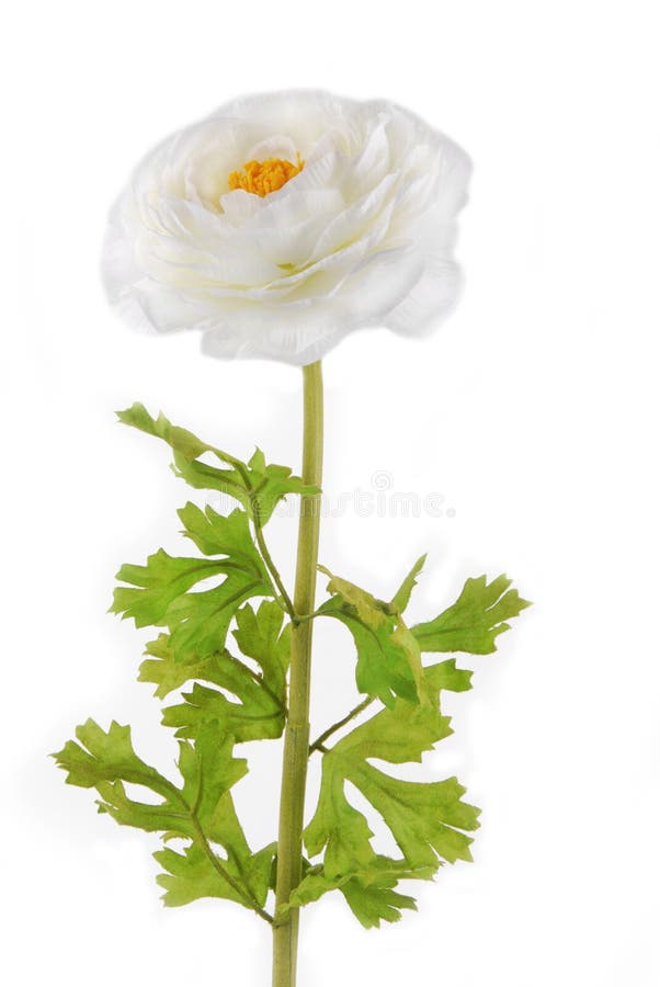 Rununculus Buttercup white flower isolated. Rununculus Buttercup white flower isolated