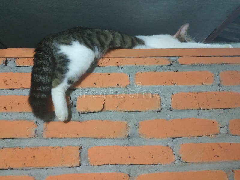 De witte en grijze binnenlandse kat die ontspant op de muur liggen stock fotografie De witte en grijze binnenlandse kat die ontspant op de muur liggen stock fotografie