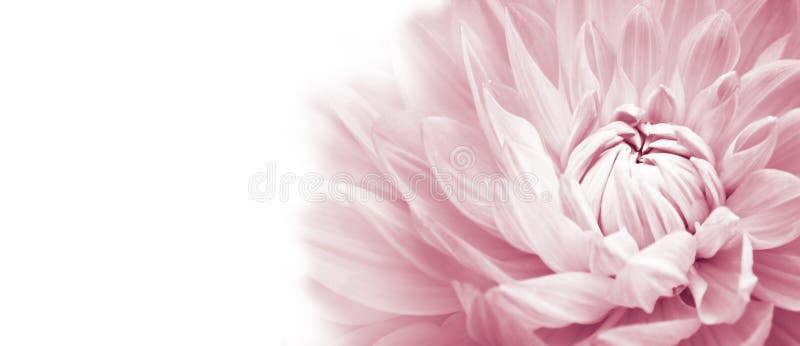 De witte en roze kleurrijke macrofoto van de dahliabloem met lichte pastelkleuren in wit breed banner leeg panorama als achtergro royalty-vrije stock afbeelding De witte en roze kleurrijke macrofoto van de dahliabloem met lichte pastelkleuren in wit breed banner leeg panorama als achtergro royalty-vrije stock afbeelding