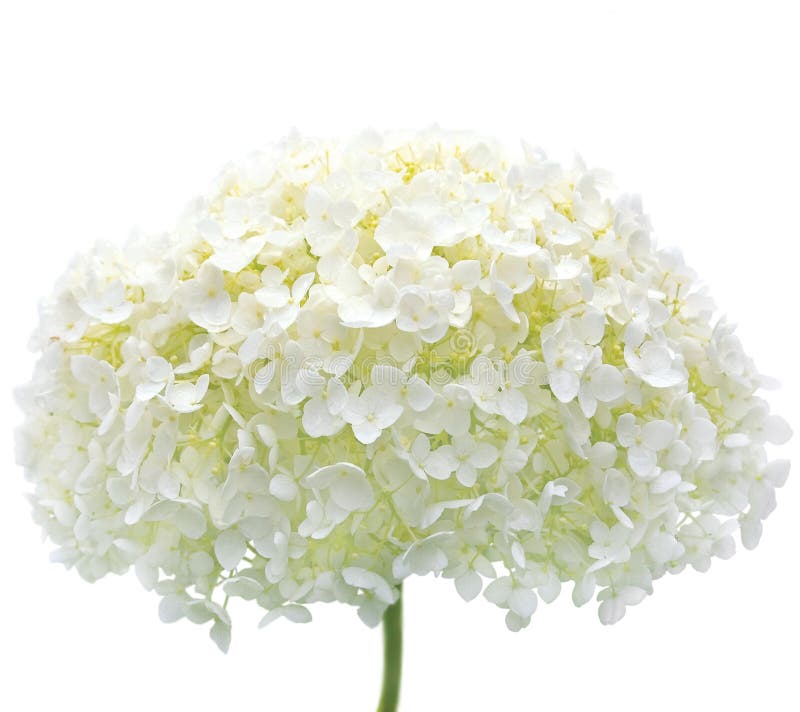 De witte Geïsoleerdeo Close-up Mophead van de Hydrangea hortensia Bloem stock afbeelding De witte Geïsoleerdeo Close-up Mophead van de Hydrangea hortensia Bloem stock afbeelding