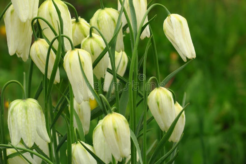 De witte klokken bloeiden in het park tegen de achtergrond van groen gras royalty-vrije stock afbeeldingen De witte klokken bloeiden in het park tegen de achtergrond van groen gras royalty-vrije stock afbeeldingen