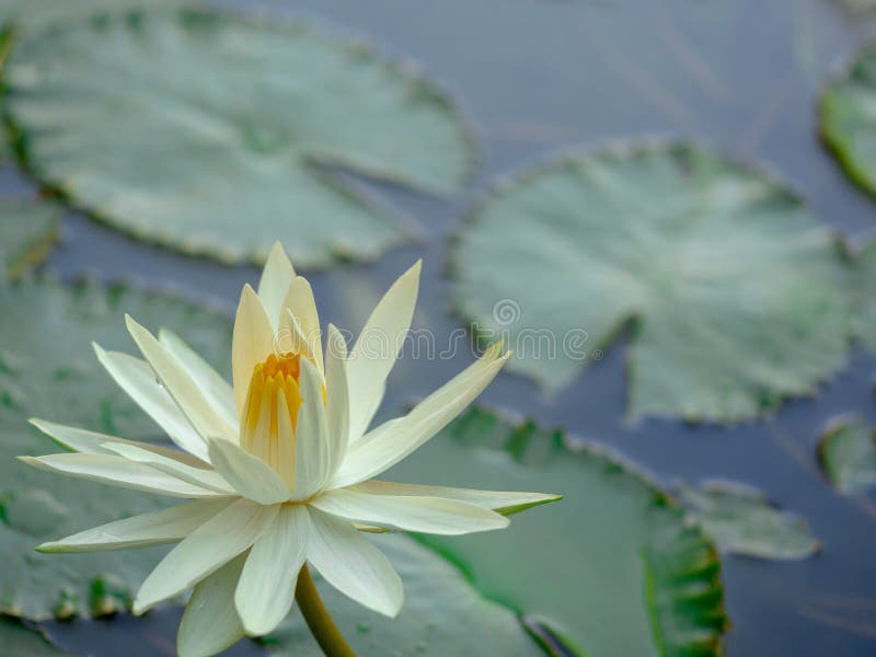 De witte lotusbloembloem op groene bladachtergrond, Mooie bloem in een vijver als natuurlijke achtergrond royalty-vrije stock afbeelding De witte lotusbloembloem op groene bladachtergrond, Mooie bloem in een vijver als natuurlijke achtergrond royalty-vrije stock afbeelding