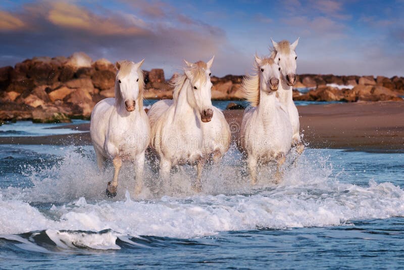 De Witte Paarden van Camargue stock foto's De Witte Paarden van Camargue stock foto's