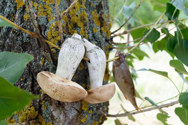 De witte paddestoelen zijn droog op een tak op een boom stock foto's De witte paddestoelen zijn droog op een tak op een boom stock foto's