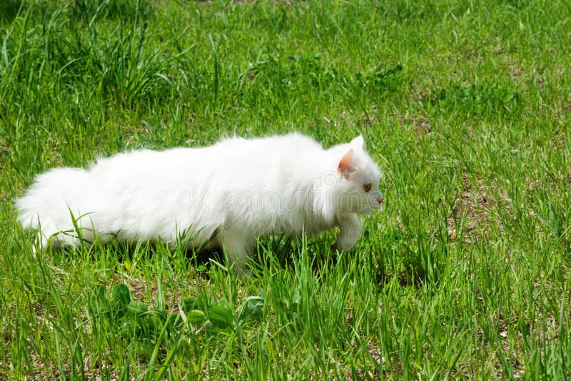 De witte pluizige kat loopt op een gras stock afbeelding De witte pluizige kat loopt op een gras stock afbeelding