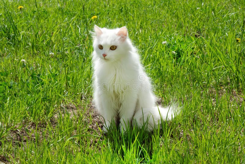 De witte pluizige kat loopt op een gras met paardebloemen stock foto De witte pluizige kat loopt op een gras met paardebloemen stock foto