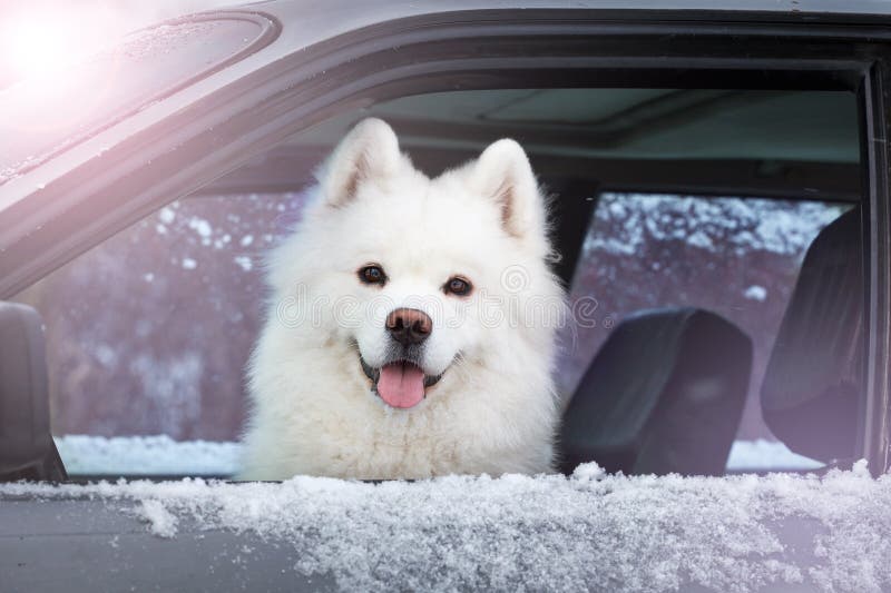 White dog Samoyed sitting in the car. White dog Samoyed sitting in the car