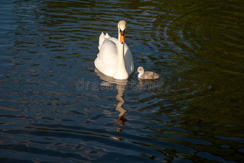 De witte zwaanouder weet weinig leuk grijs kuiken royalty-vrije stock foto's De witte zwaanouder weet weinig leuk grijs kuiken royalty-vrije stock foto's