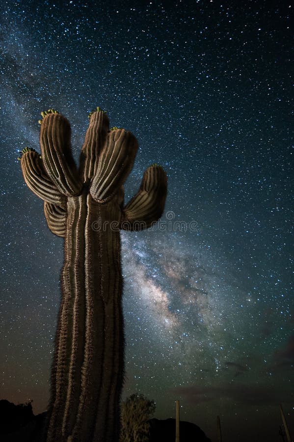 De Woestijn van Arizona met de Cactus en de Melkweg van Saguaro stock afbeeldingen De Woestijn van Arizona met de Cactus en de Melkweg van Saguaro stock afbeeldingen